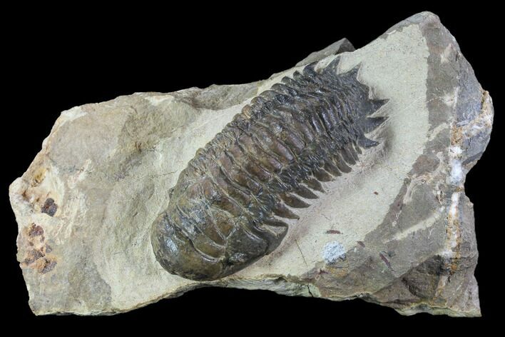 Bargain, Crotalocephalina Trilobite - Foum Zguid, Morocco #87943